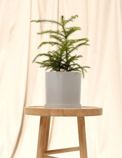 Medium Norfolk Island Pine in grey pot.