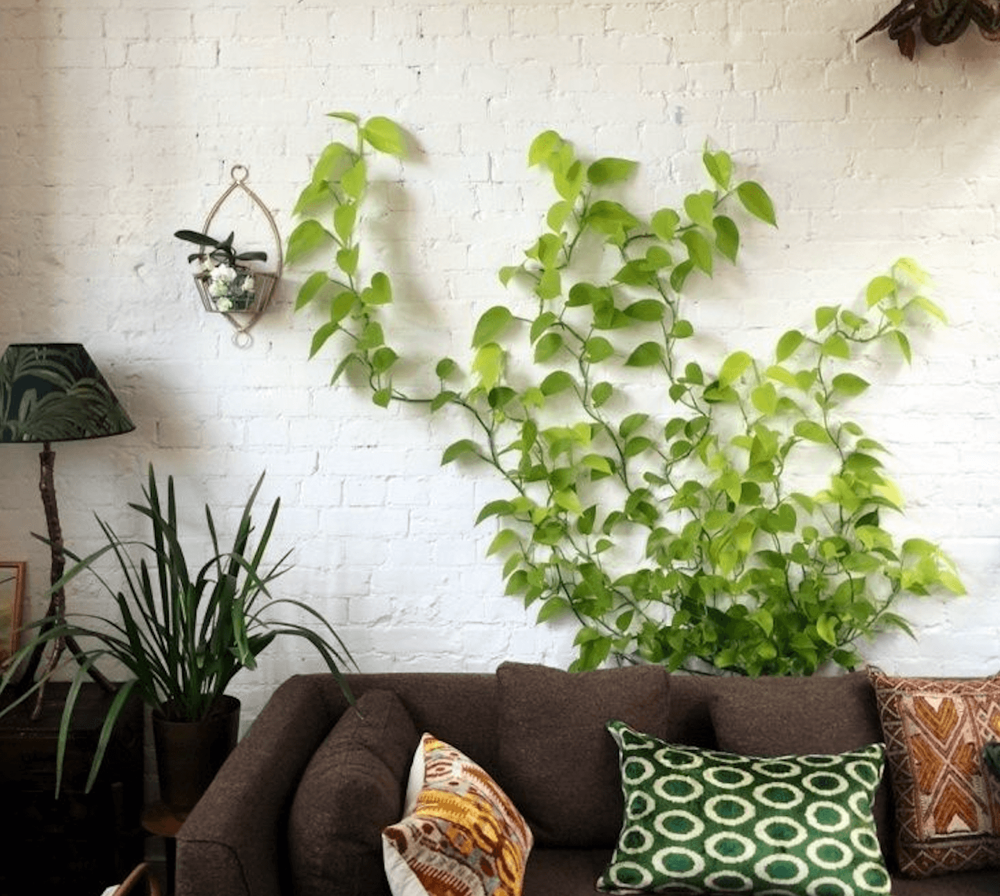 pothos plant clips Hanging Plant Clips – Plantquility Houseplants