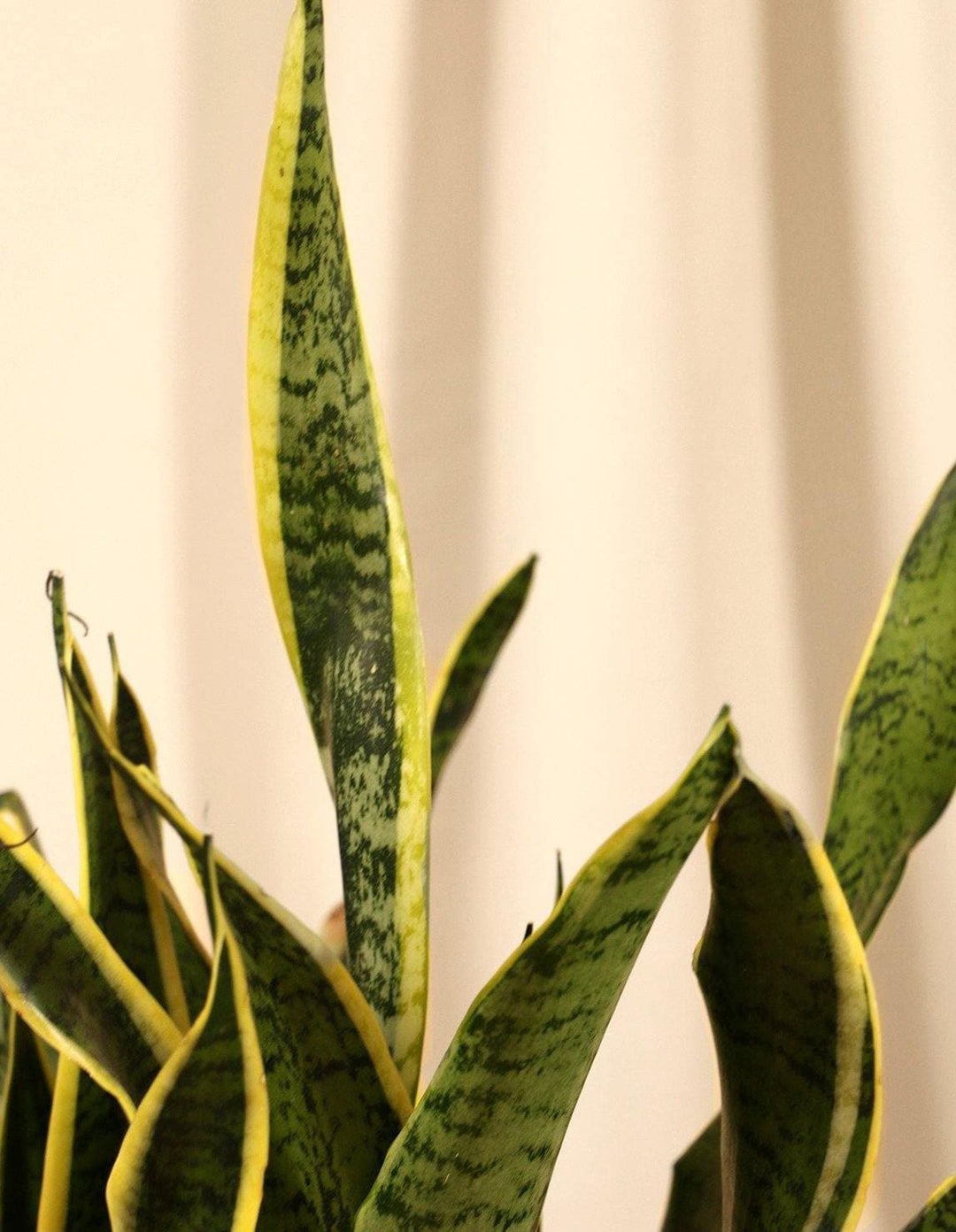 sansevieria trifasciata variegata Variegated Snake Indoor Plant