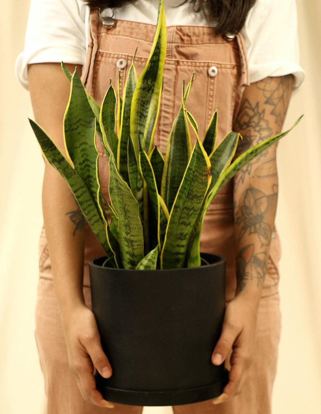 variegated snake plants Variegated Snake Indoor Plant