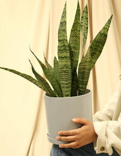 Indoor Snake Plant Variegated - Sansevieria Triasciata - Plantquility Houseplants 
