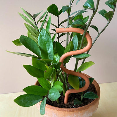 Houseplant Support Stake - The Wave - Plantquility Houseplants 