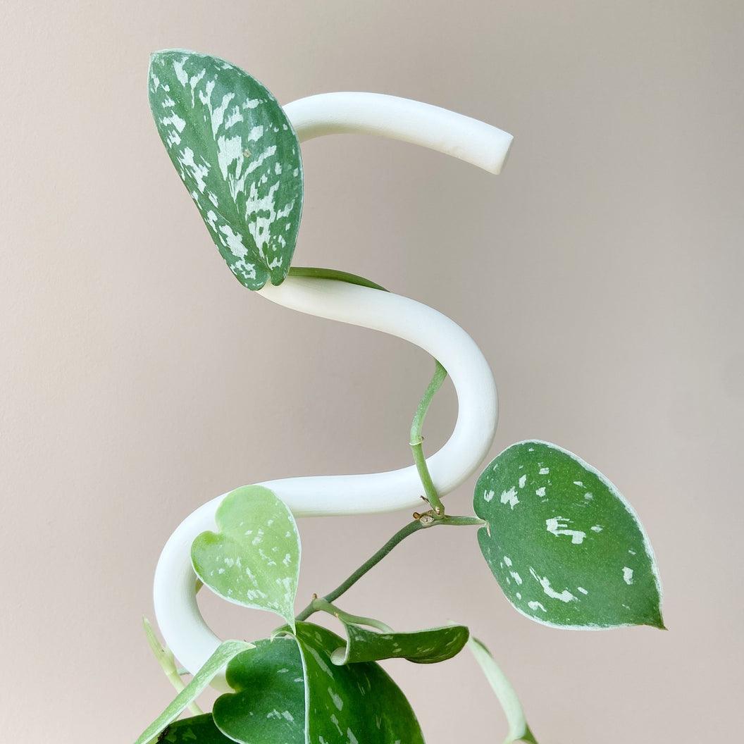 Houseplant Support Stake