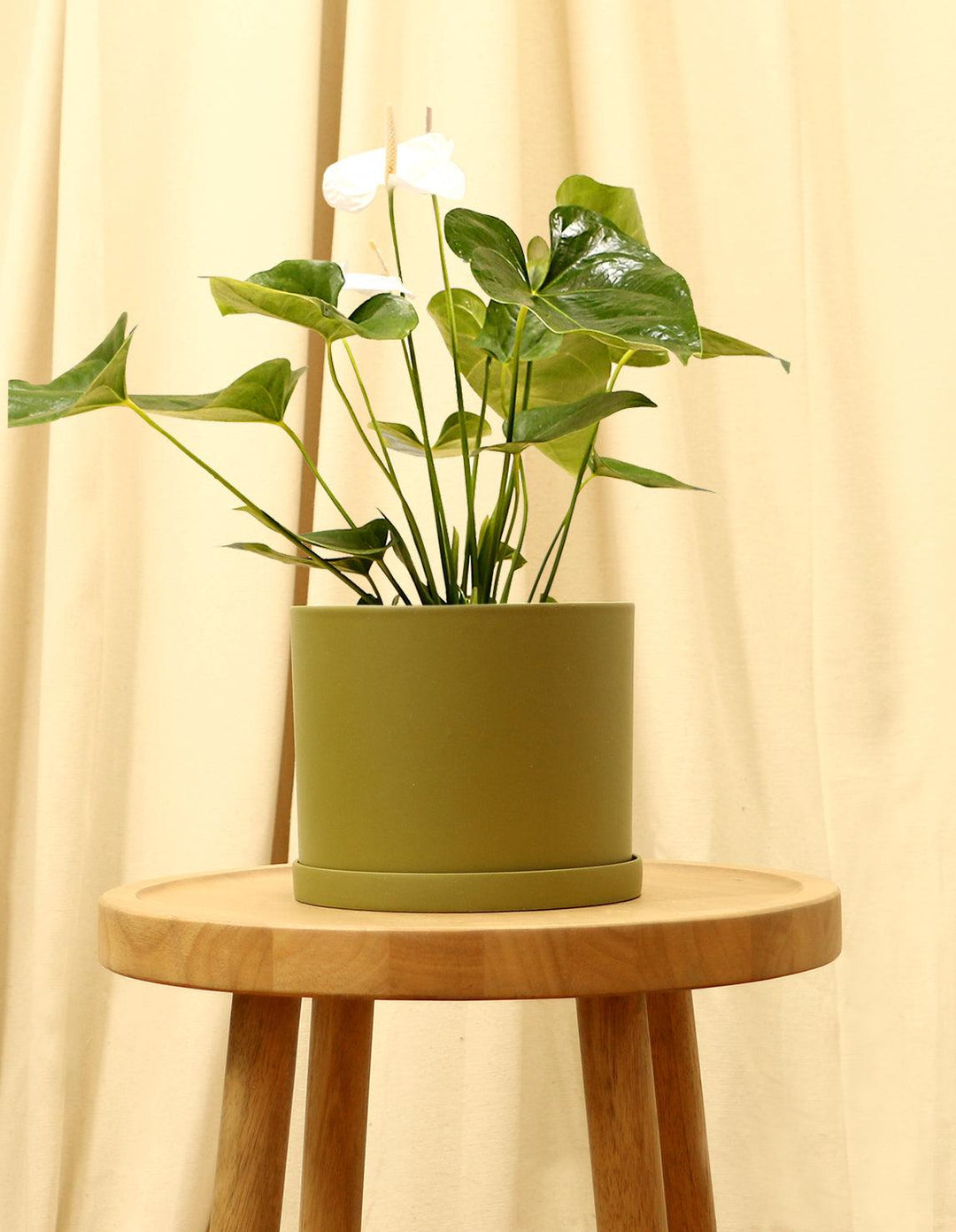 laceleaf indoor plants White Tailflower Laceleaf
