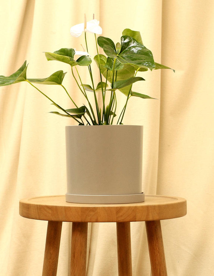 anthurium bianco cura White Tailflower Laceleaf