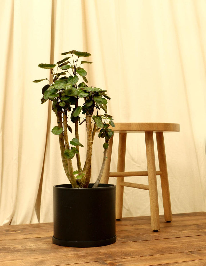Polyscias scutellaria 6in Fabian Stump Aralia