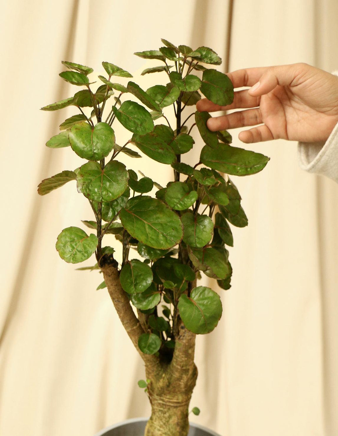 Aralia Fabian Stump - Polyscias Scutellaria - Plantquility