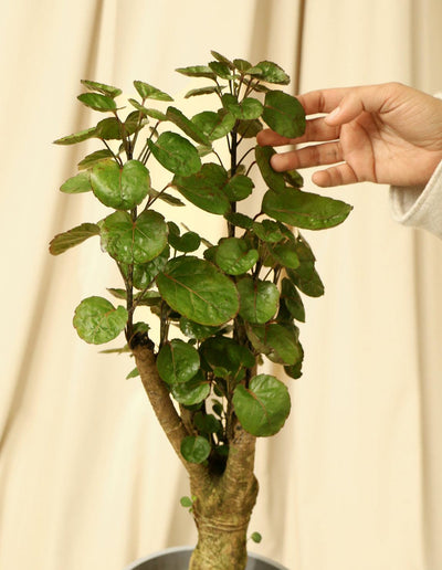 Aralia Fabian Stump - Polyscias Scutellaria - Plantquility Houseplants 