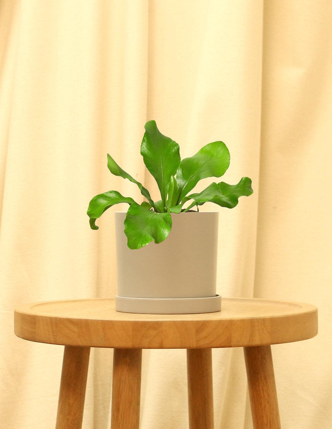sill birds nest fern Bird's Nest Fern Indoor Plant (Asplenium Nidus) – Plantquility Houseplants