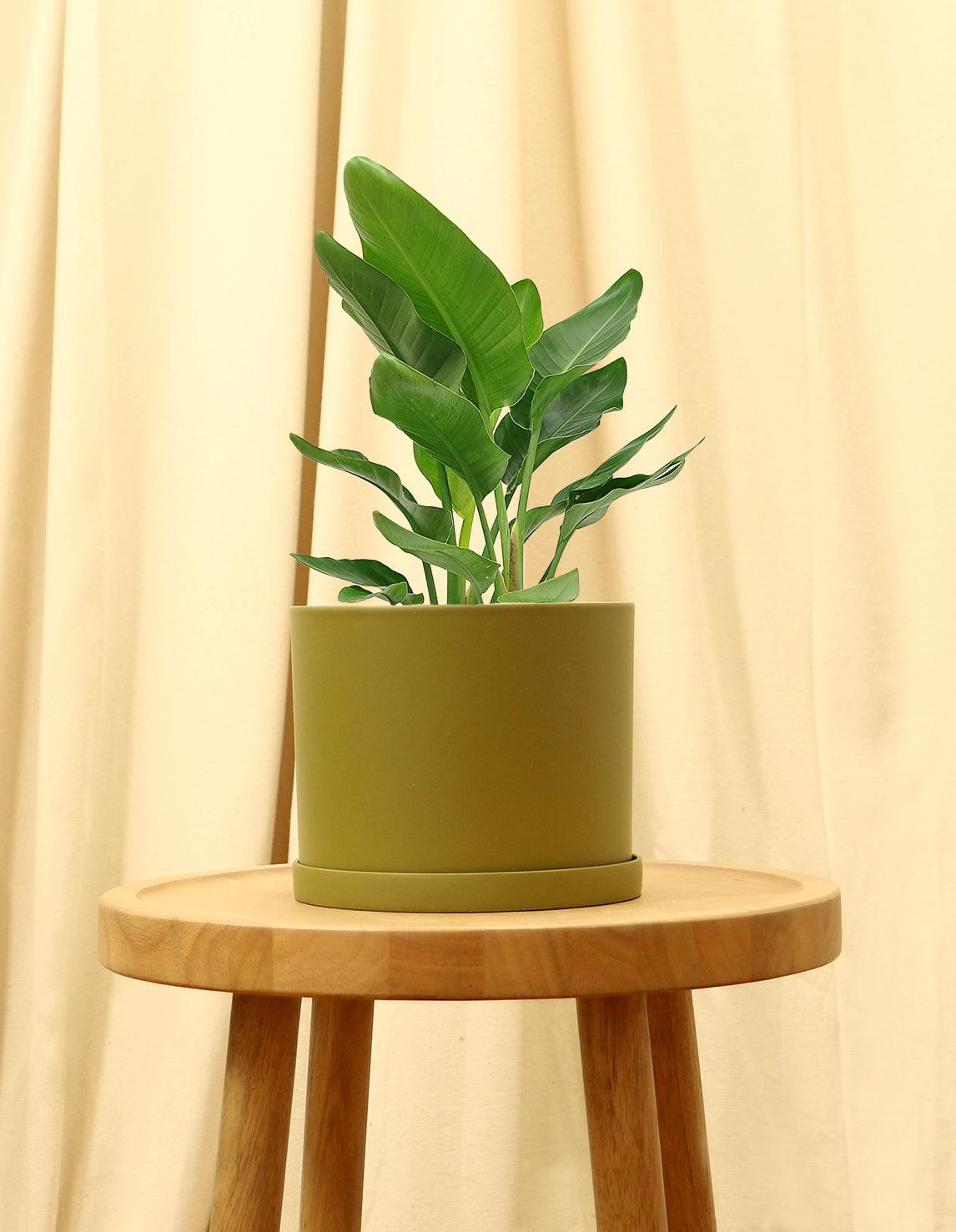 Bird of Paradise Indoor Plant