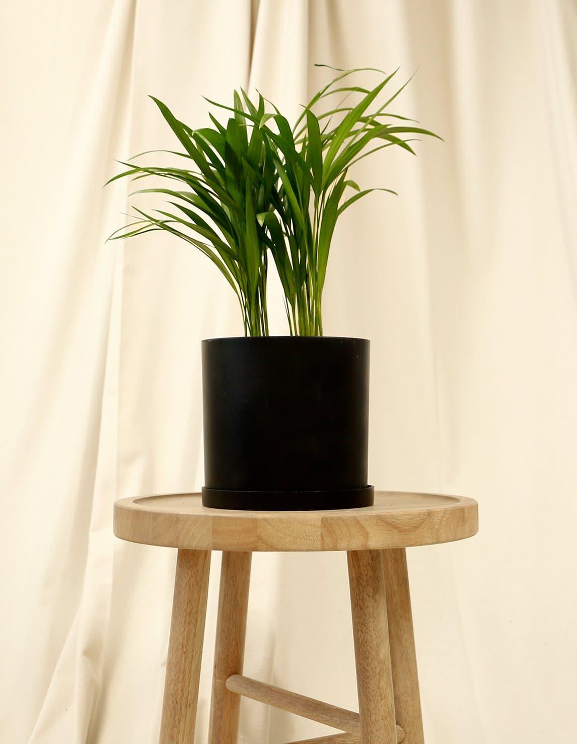 Medium Parlor Palm in black pot.