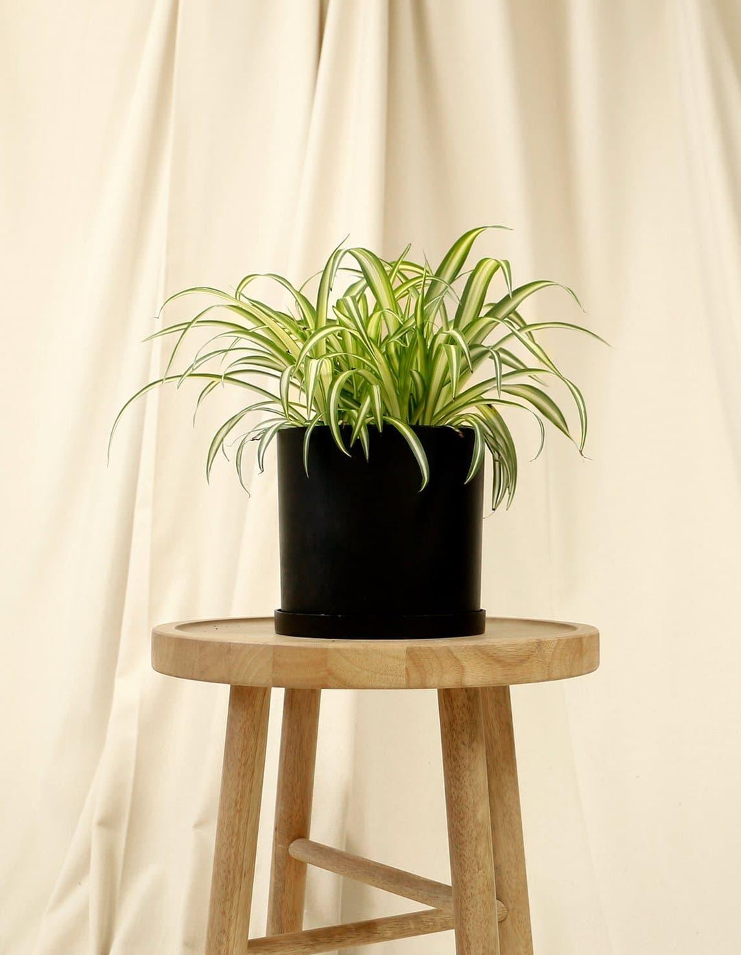 ribbon succulent plant Ribbon Indoor Plant