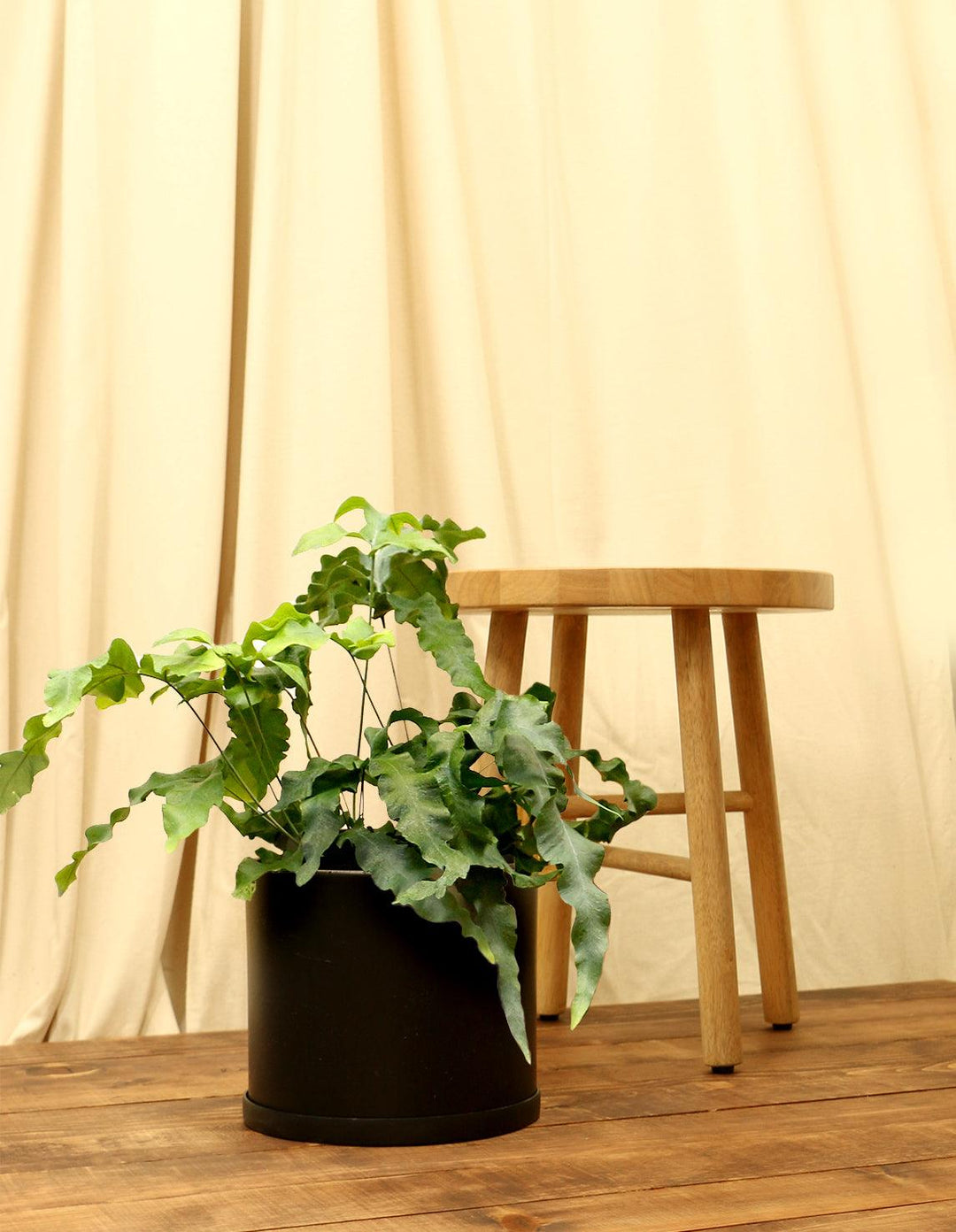 blue star fern for sale Blue Star Fern Houseplant for Sale