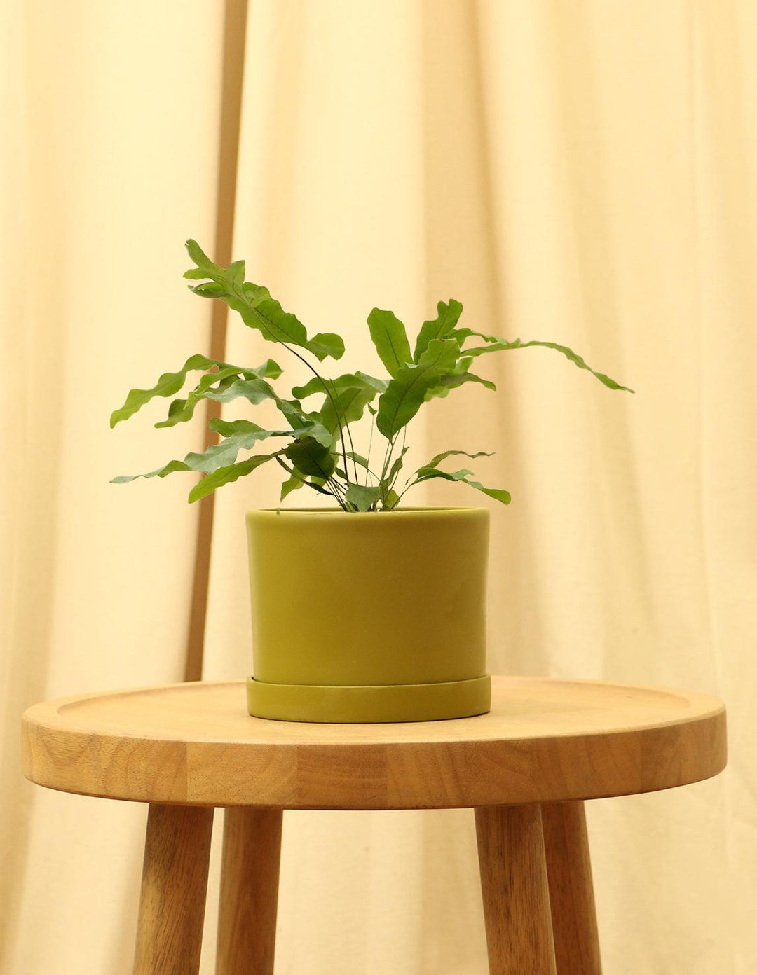 blue star fern for sale Blue Star Fern Houseplant for Sale