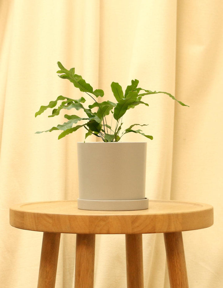 blue star fern for sale Blue Star Fern Houseplant for Sale