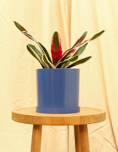 Medium Neoregelia Carolinae tricolor - Blushing Bromeliad in blue pot.