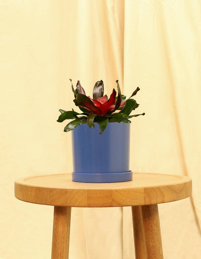Small Neoregelia Carolinae - Blushing Bromeliad in blue pot.