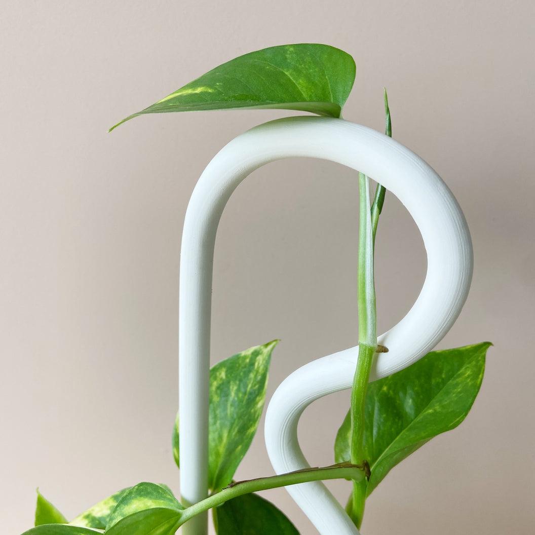stake pothos Houseplant Support Stake