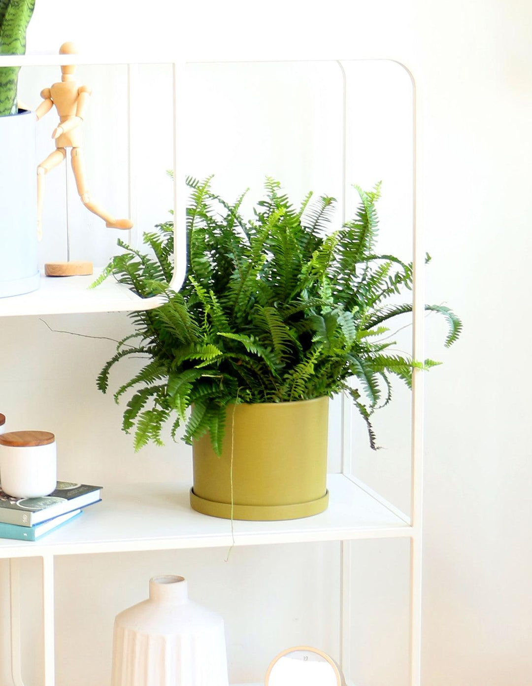 fishbone fern indoor plant Indoor Boston Fern Plant