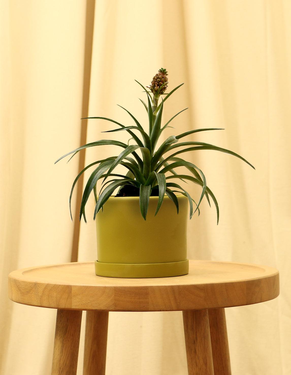 Small Bromeliad Pineapple Plant in green pot.