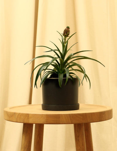 Small Bromeliad Pineapple Plant in black pot.