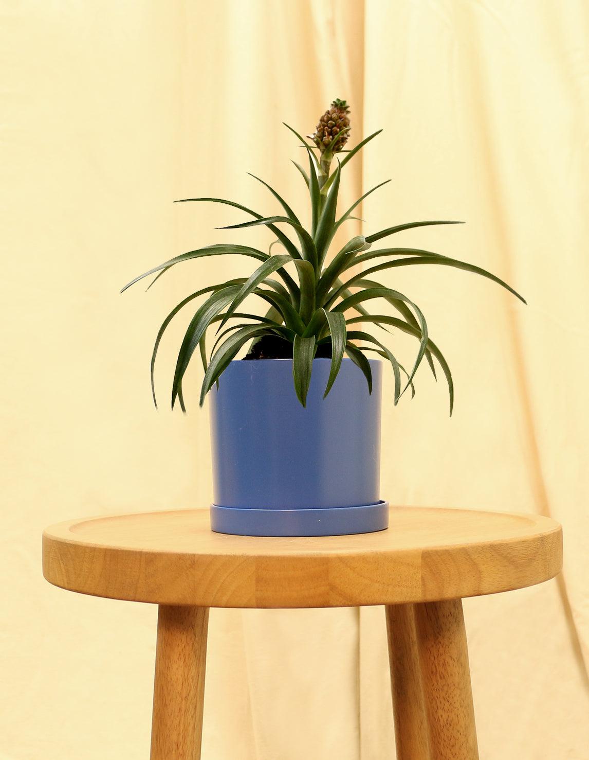 ananas bromelie Bromeliad Pineapple Houseplant For Sale