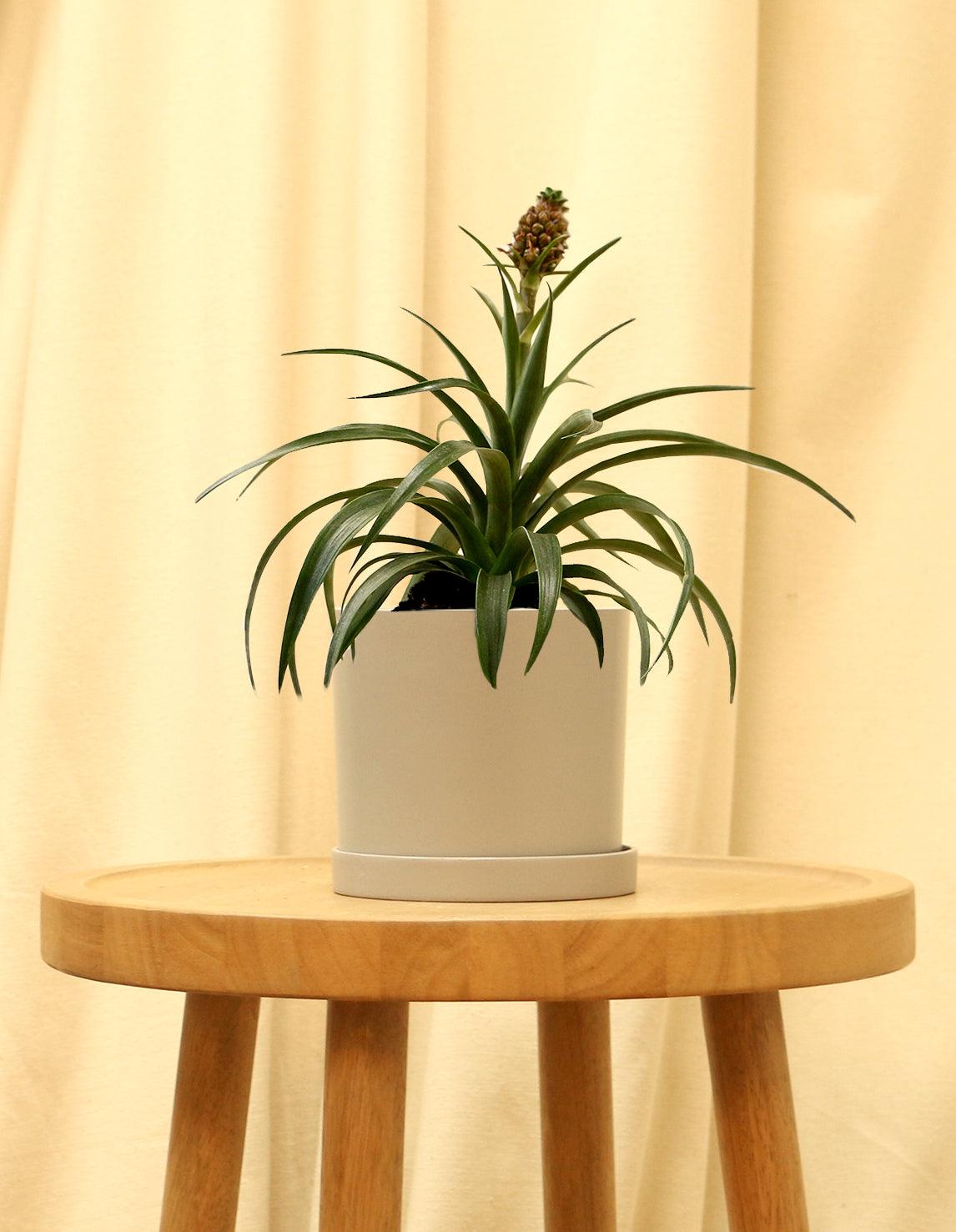 Small Bromeliad Pineapple Plant in grey pot.