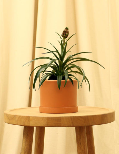 Small Bromeliad Pineapple Plant in orange pot.