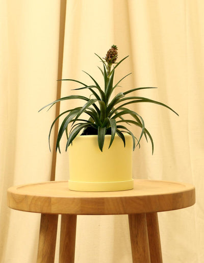 Small Bromeliad Pineapple Plant in yellow pot.