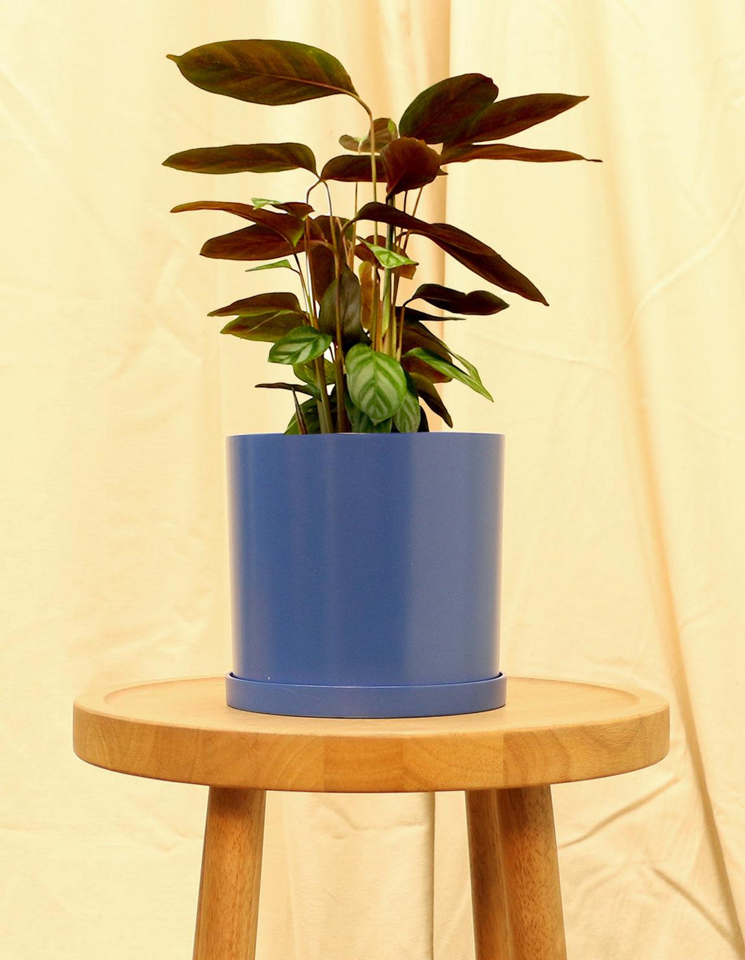 Calathea Freddie Houseplant (Pet Friendly & Air Purifying) – Plantquility  Houseplants