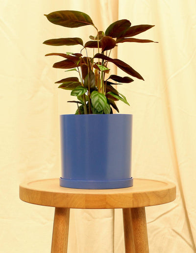 Medium Calathea Freddie Houseplant in blue pot.
