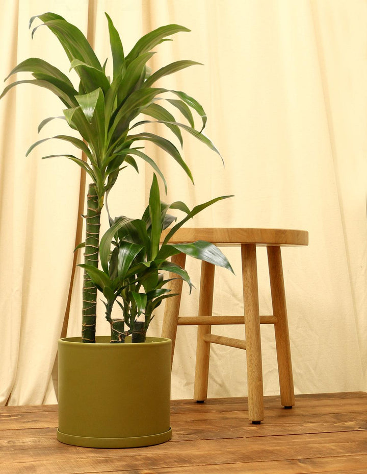 dracaena corn plant pot size Dracaena fragrans 'Janet Craig'