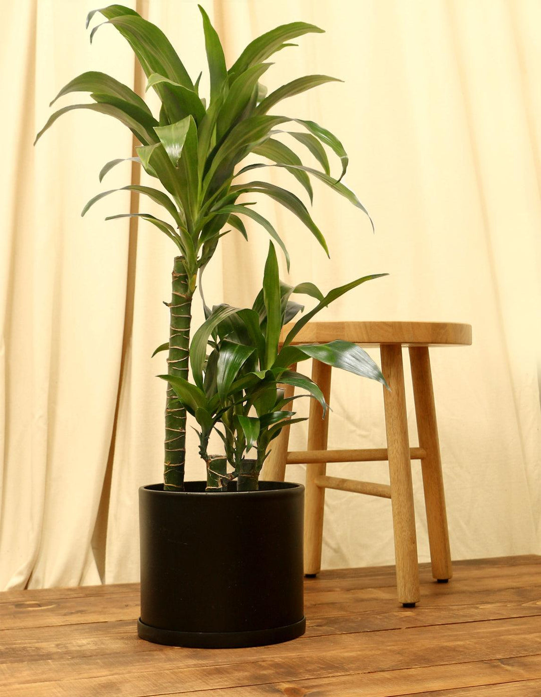 dracaena frag compacta Dracaena fragrans 'Janet Craig'
