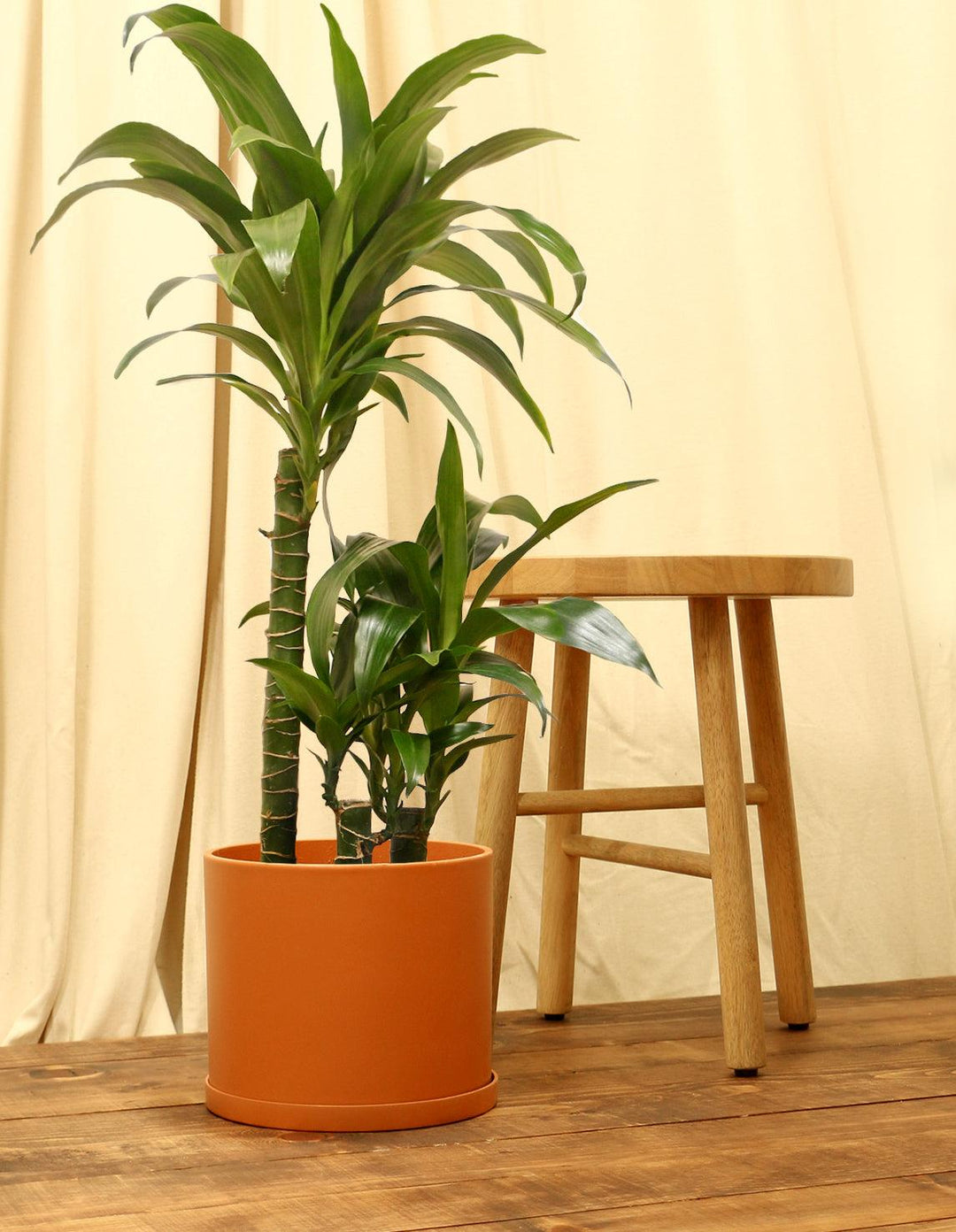 dracaena fragrans 'janet craig' Dracaena fragrans 'Janet Craig'