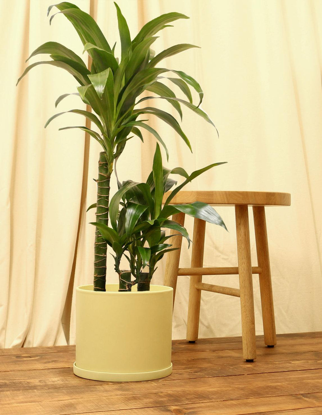 dracaena jcc plant Dracaena fragrans 'Janet Craig'