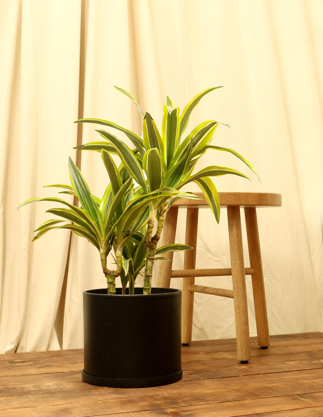 dracaena fragrans variegated Indoor Corn Plant