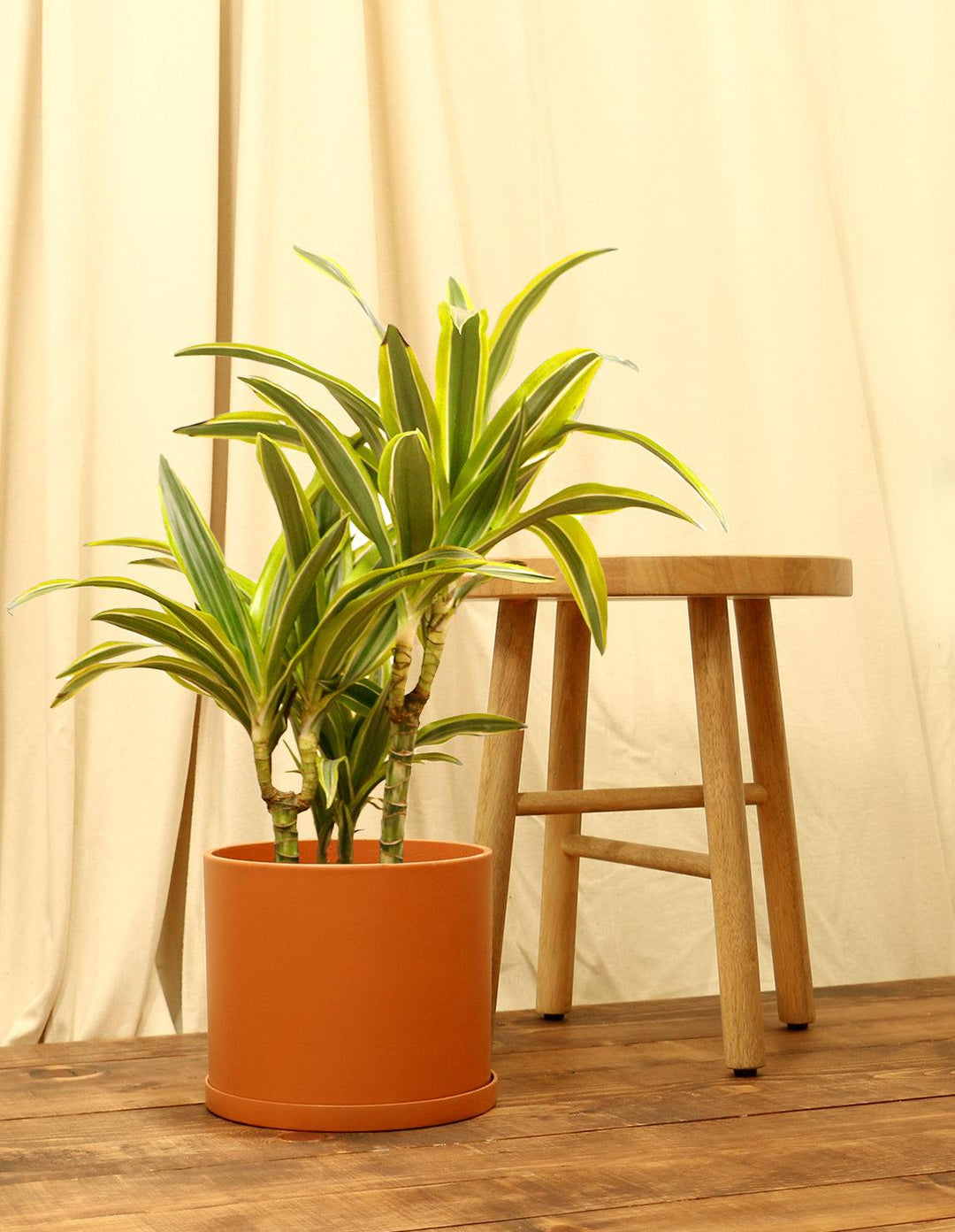 dracaena fragrans massangeana cornstalk dracaena Indoor Corn Plant