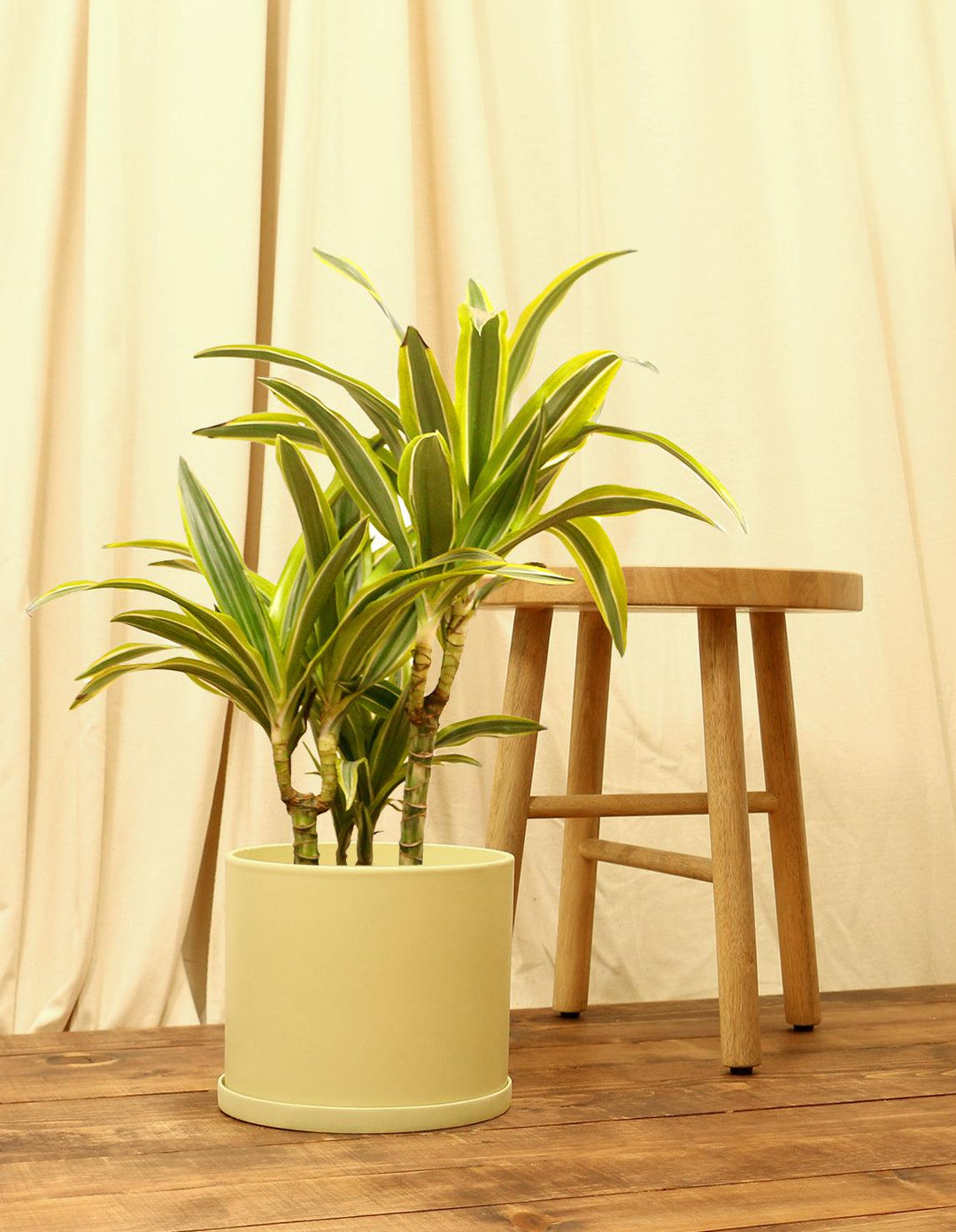 variegated dracaena Indoor Corn Plant