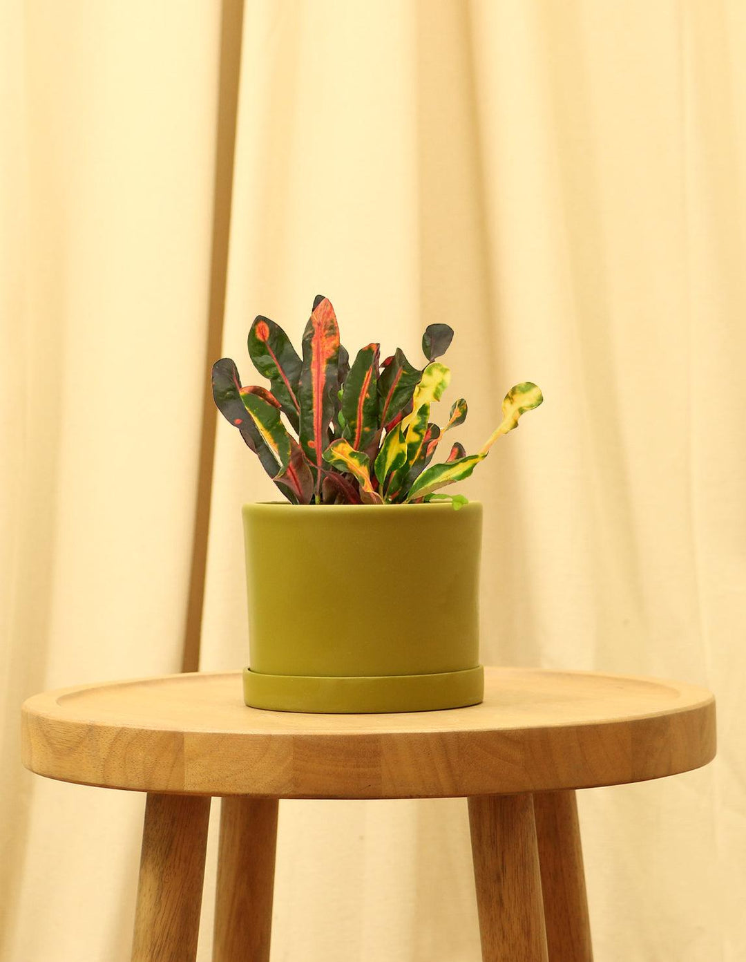 croton mammy yellow Croton Mammy – Plantquility Houseplants