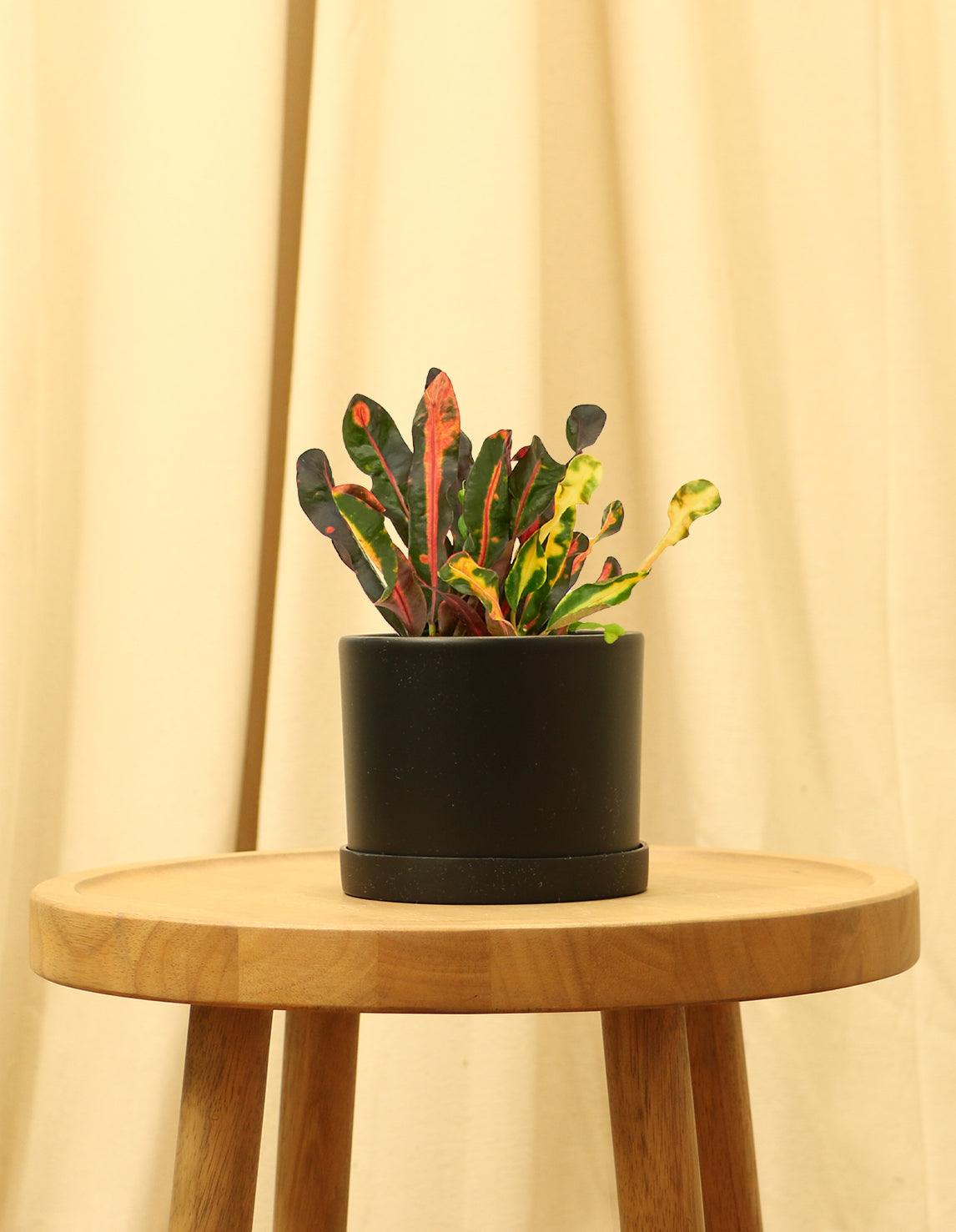 croton mammy indoor Croton Mammy – Plantquility Houseplants