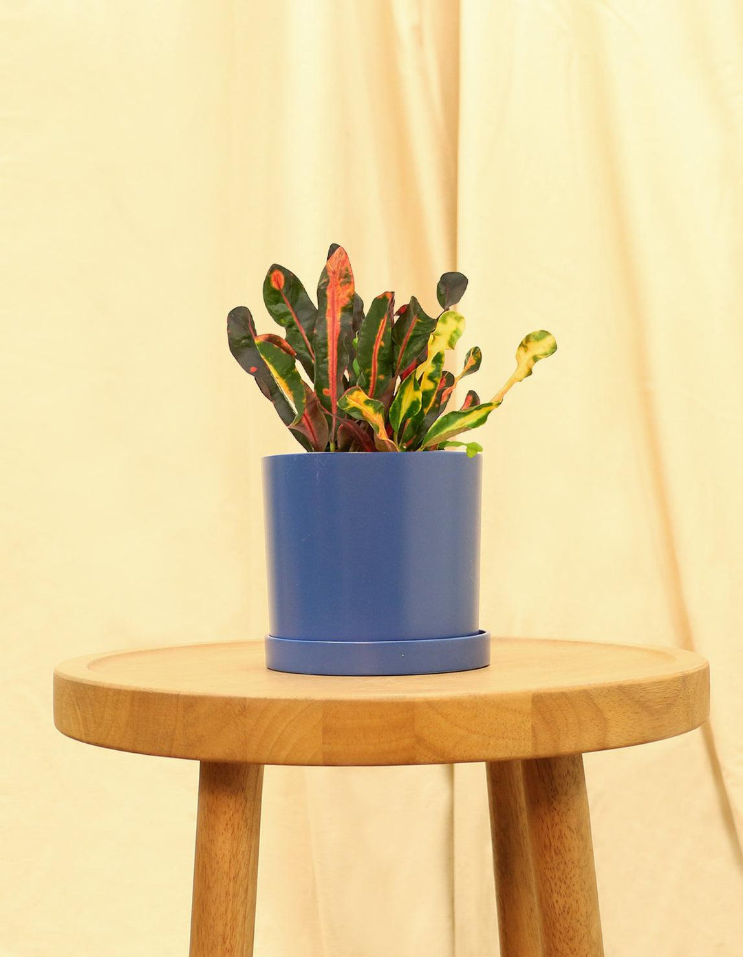 croton mammy starter Croton Mammy – Plantquility Houseplants