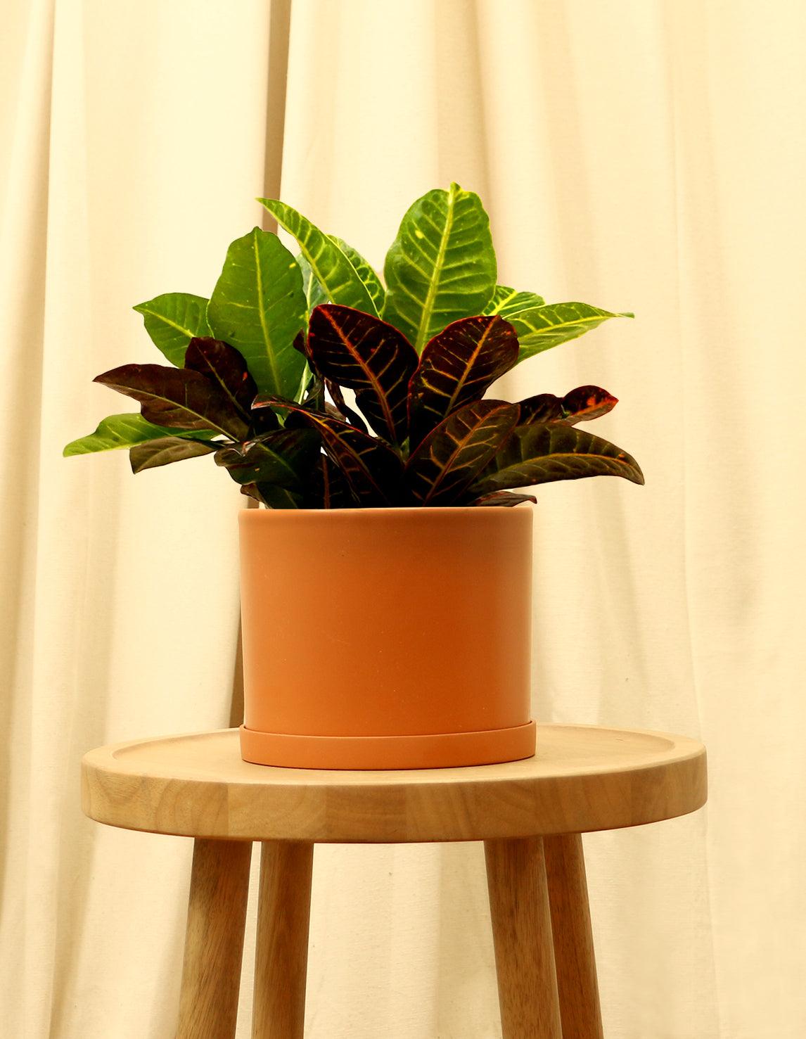 Medium Variegated Croton Plant in orange pot.