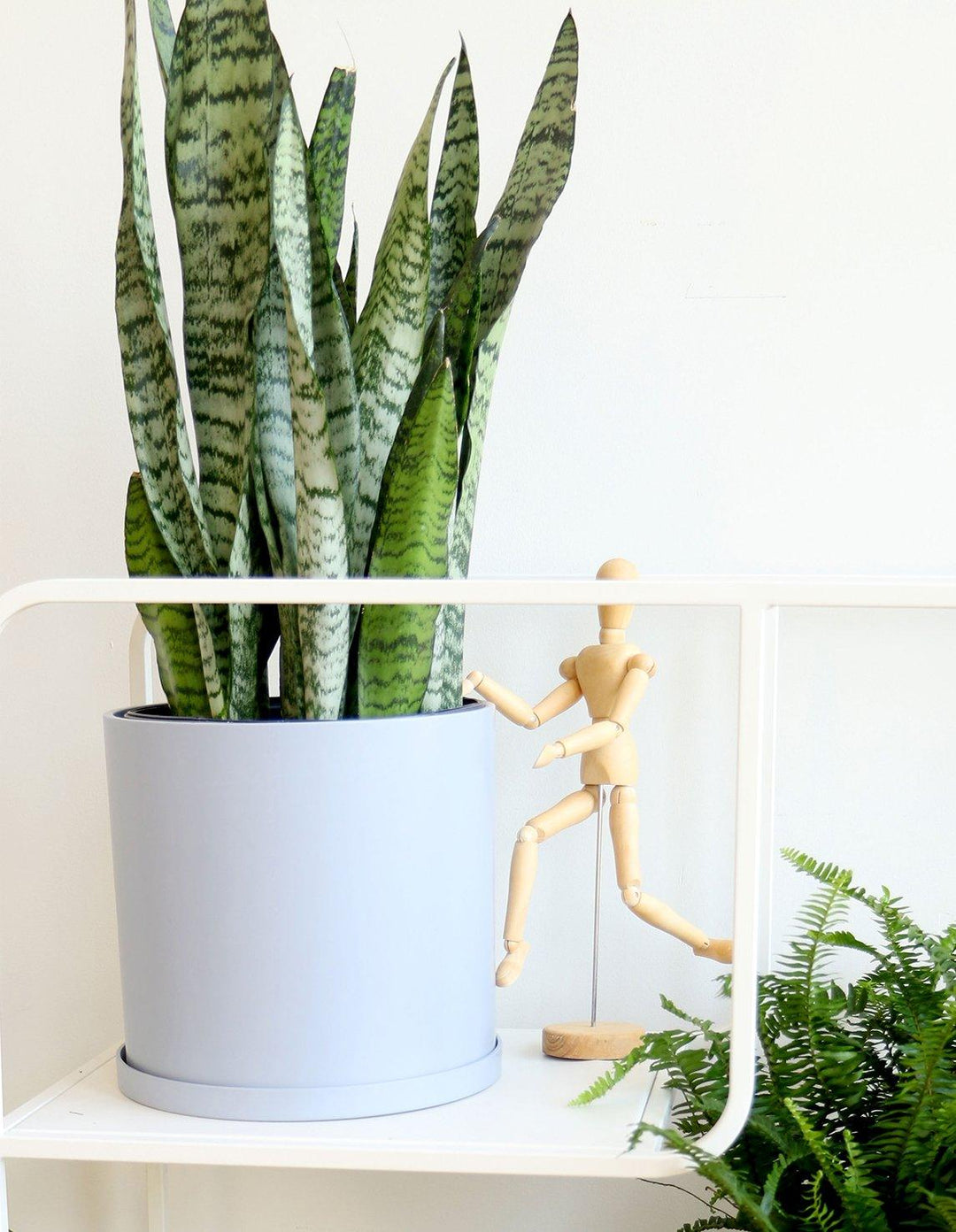 Indoor Snake Plant (Dracaena Trifasciata)