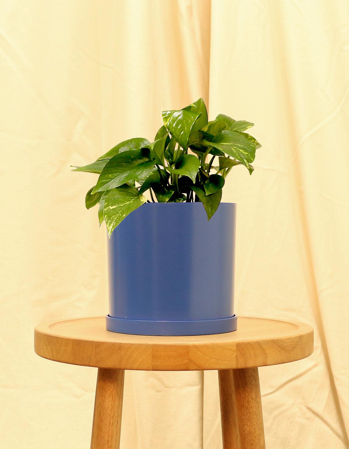 Medium Golden Devils Ivy Pothos Plant in blue pot.