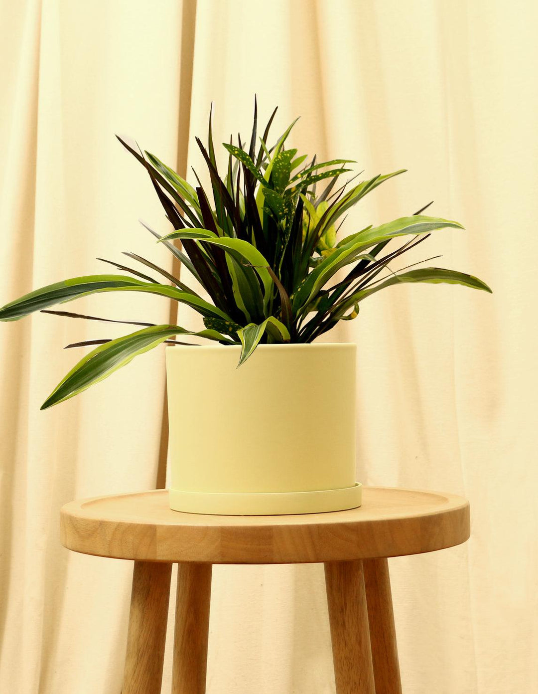 dracaena house plants Dracaena Collection