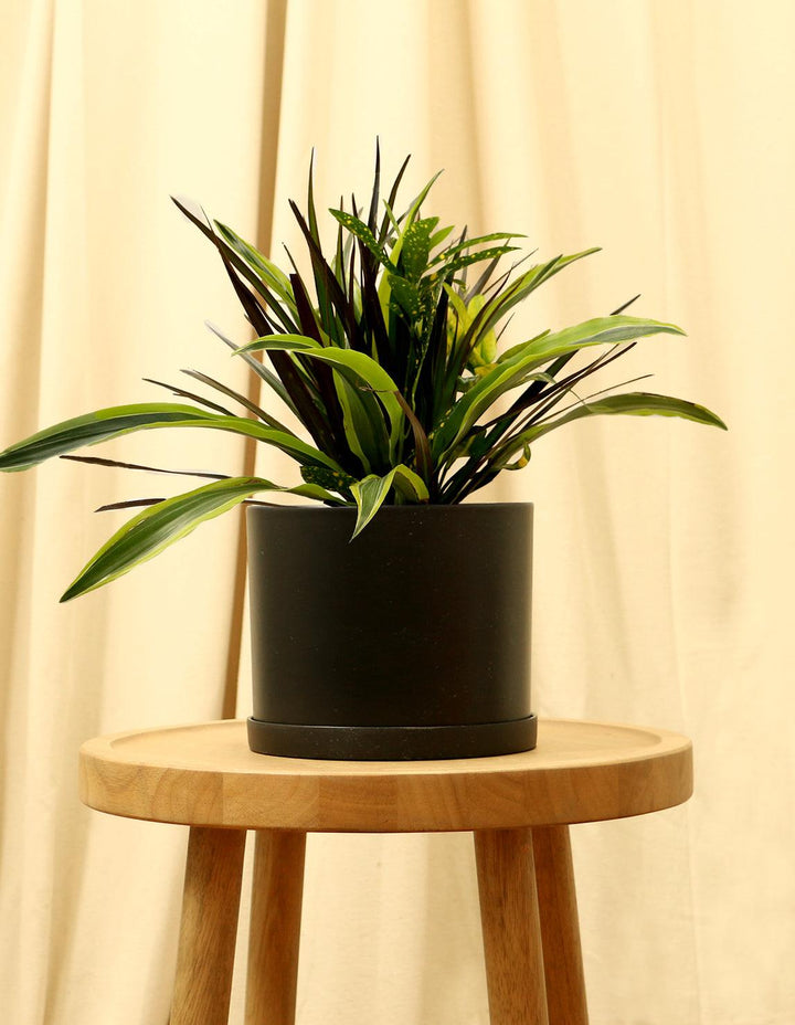 dracaena common house plants Dracaena Collection