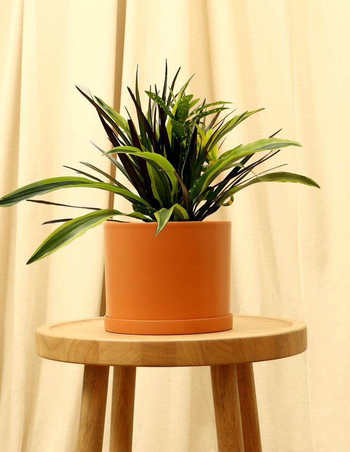 dracaena terracotta Dracaena Collection