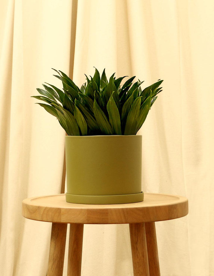 rosemary plant indoors Arp Rosemary | Patio & Landscape Plants