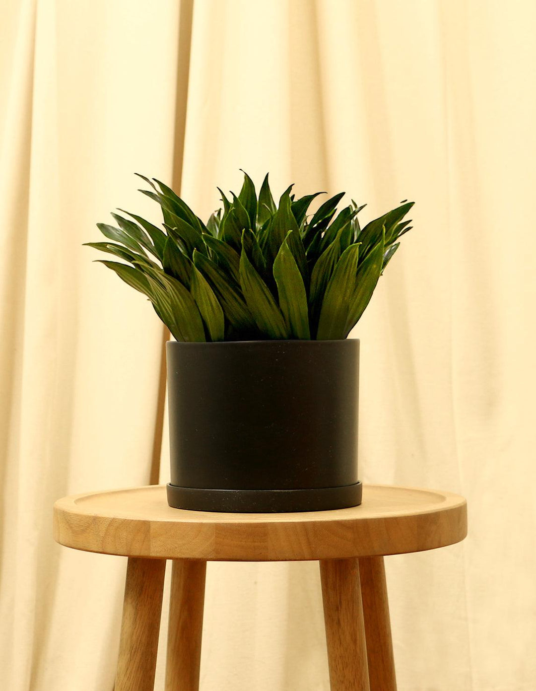 janet craig compacta dracaena Dracaena fragrans 'Janet Craig'