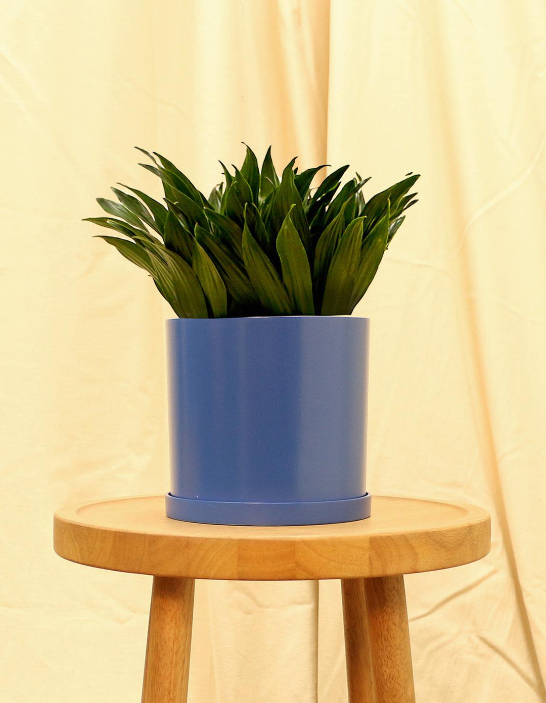 Janet Craig Compacta-Dracaena Fragrans  Plantquility Houseplants